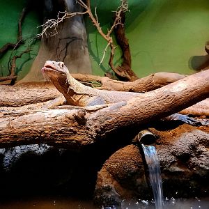 Bumi, Male Komodo Dragon (Varanus komodoensis)