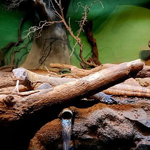 Bumi, Male Komodo Dragon (Varanus komodoensis)