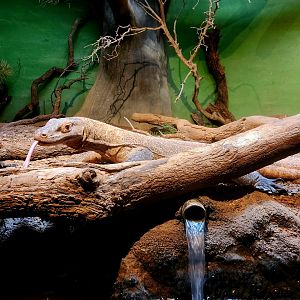 Bumi, Male Komodo Dragon (Varanus komodoensis)