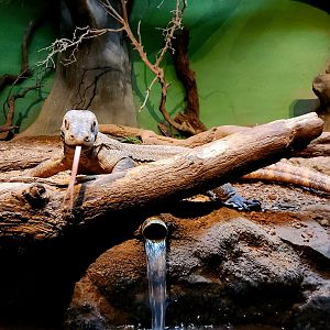 Bumi, Male Komodo Dragon (Varanus komodoensis)