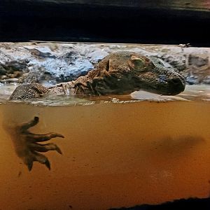 Bumi, Male Komodo Dragon (Varanus komodoensis)