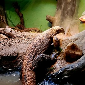 Bumi, Male Komodo Dragon (Varanus komodoensis)