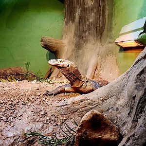 Bumi, Male Komodo Dragon (Varanus komodoensis)