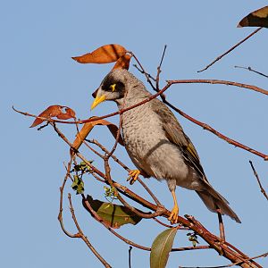 Noisy Miner