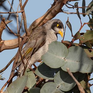 Noisy Miner