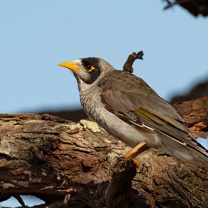 Noisy Miner
