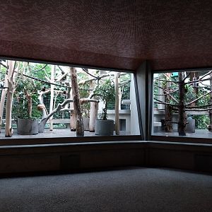Monkey house - Bolivian squirrel monkey (left) and white-faced saki (right)