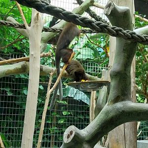 Monkey house - Coppery titi (Plectorucebus cupreus)