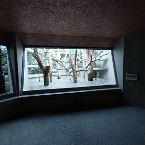 Monkey house - Black-handed spider monkey exhibit