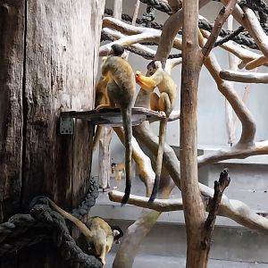 Monkey house - Bolivian squirrel monkey (Saimiri boliviensis boliviensis)