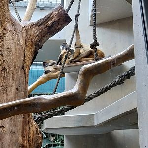 Monkey house - Black-handed spider monkey (Ateles geoffroyi)