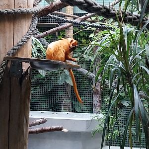 Monkey house - Golden lion tamarin (Leontopithecus rosalia)