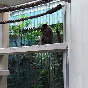 Monkey house - Woolly monkey (Lagothrix lagotricha)