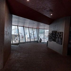 Ape house - Visitor area