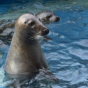 Grey seal (Halichoerus grypus) and spotted seal (Phoca largha)