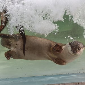 Smooth-coated otter (Lutrogale perspicillata)