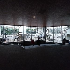 Ape house - Western lowland gorilla enclosures