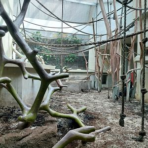 Ape house - Western lowland gorilla enclosures