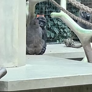Ape house - Western lowland gorilla (Gorilla gorilla gorilla)