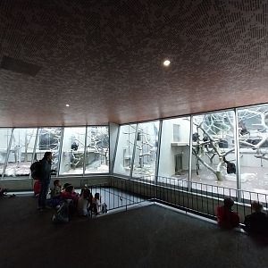 Ape house - Western common chimpanzee enclosures