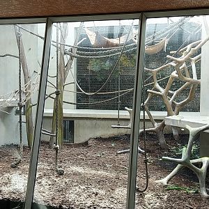 Ape house - Western common chimpanzee enclosures