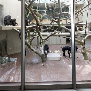 Ape house - Western common chimpanzee enclosures