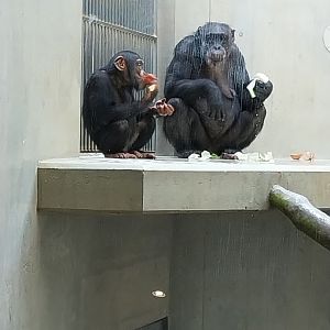 Ape house - Western common chimpanzee (Pan troglodytes verus)