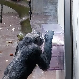 Ape house - Western common chimpanzee (Pan troglodytes verus)