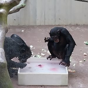 Ape house - Western common chimpanzee (Pan troglodytes verus)