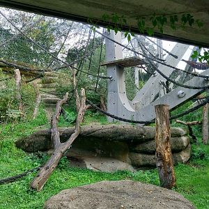 Ape house - Geigy anlage - Western common chimpanzee