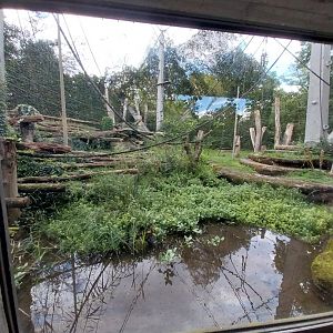 Ape house - Geigy anlage - Western common chimpanzee