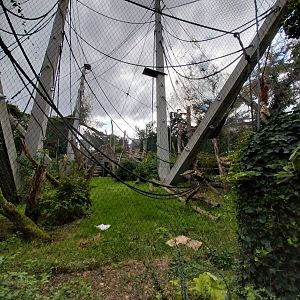 Ape house - Geigy anlage - Sumatran orangutan