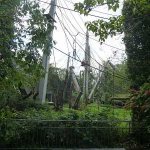 Ape house - Geigy anlage - Sumatran orangutan