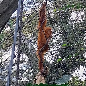 Ape house - Geigy anlage - Sumatran orangutan (Pongo pygmaeus abelii)