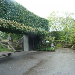 Ape house - Geigy anlage - Western lowland gorilla