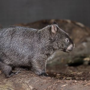 Mainland Wombat Juvenile (m) / Hamerton / 8-3-24