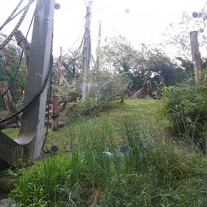 Ape house - Geigy anlage - Western lowland gorilla