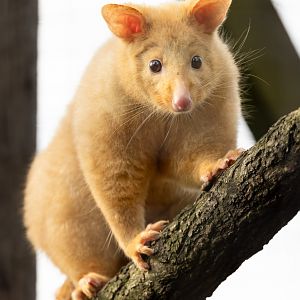 Tasmanian Golden Possum (f) / Hamerton / 8-3-24