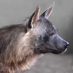 Brown Hyena (f) Amari / Hamerton / 8-3-24