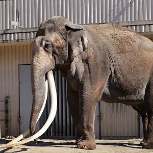 Indian elephant (Elephas maximus indicus)