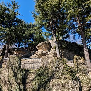 Northern Blue Sheep Exhibit