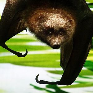 Rodrigues Fruit Bat