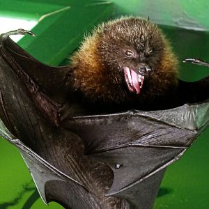 Rodrigues Fruit Bat