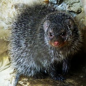 Banded Mongoose
