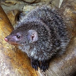 Banded Mongoose