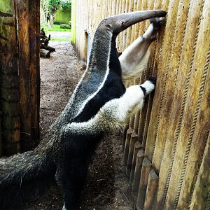 Giant Anteater