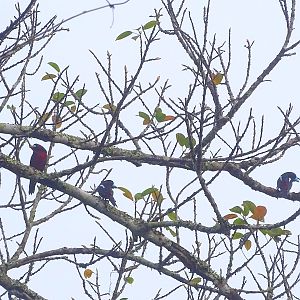 Black-and-red broadbill (Cymbirhynchus macrorhynchos siamensis)