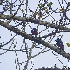 Black-and-red broadbill (Cymbirhynchus macrorhynchos siamensis)