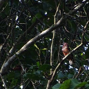 Banded broadbill (Eurylaimus javanicus pallidus)