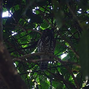 Brown boobook (Ninox scutulata burmanica)